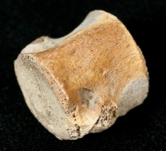 Champsosaurus Vertebrae (Cretaceous Reptile) #17673